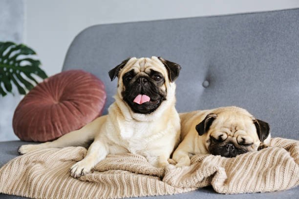 Pug male Puppy Price In Goa