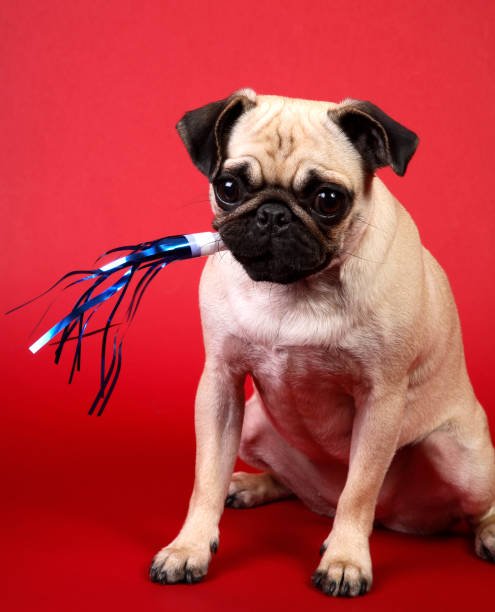 Pug Puppies Price In Goa