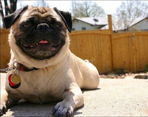Pug Puppy Price In Hyderabad