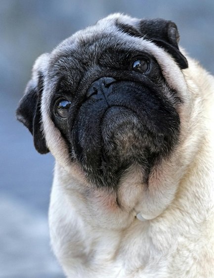 Pug male puppy price in India