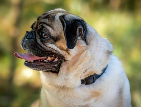 Pug Puppy Price In India