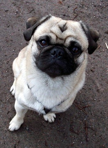 Pug breed puppy for sale in Mumbai