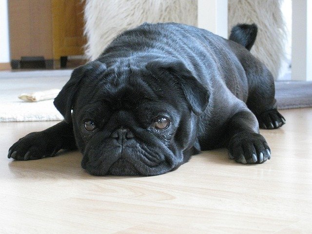 Pug breed puppy price in Mumbai