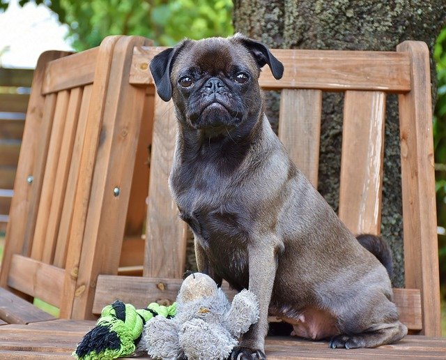 Pug puppies for sale online in Mumbai