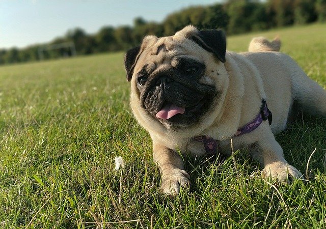 Pug breeders in Mumbai