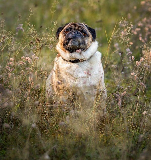 Pug pet shop in Mumbai