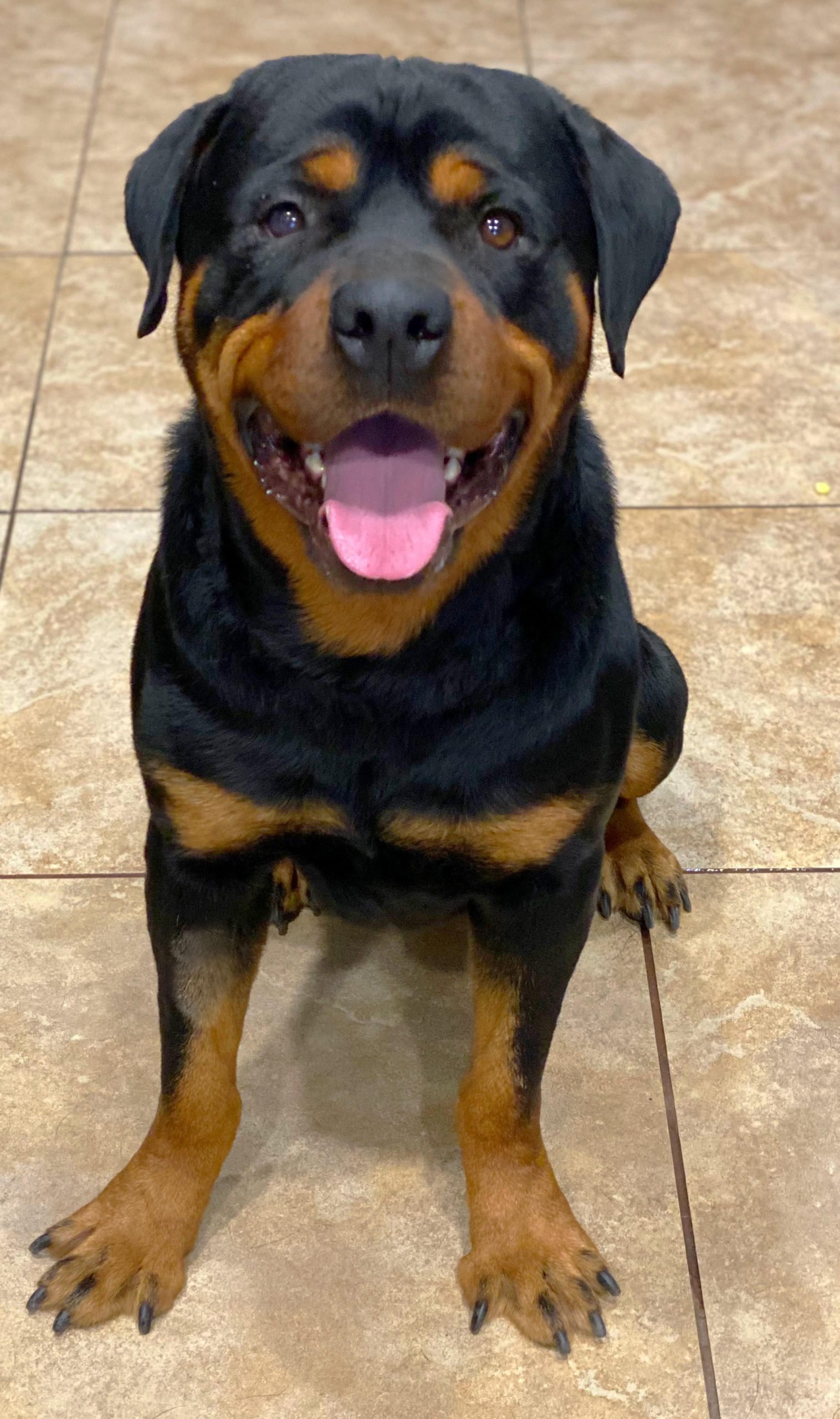 Rottweiler Male Puppies For Sale In Ahmedabad