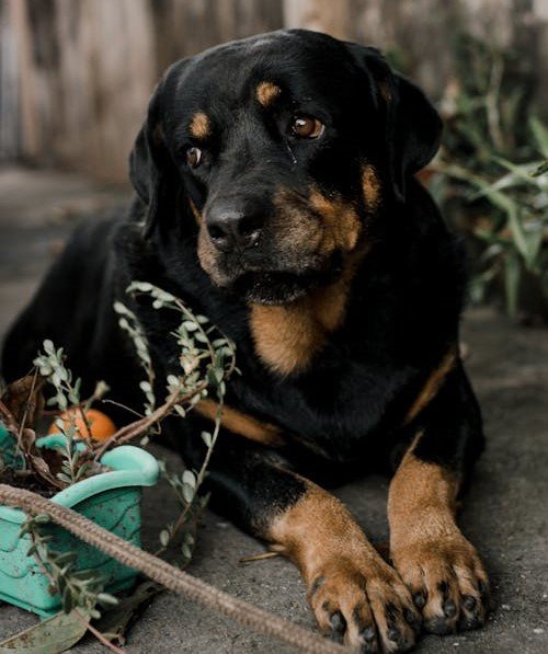 rottweiler male Puppy Price In Bangalore