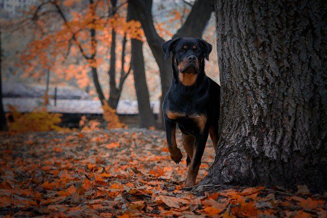 rottweiler male Puppy Price In Hyderabad