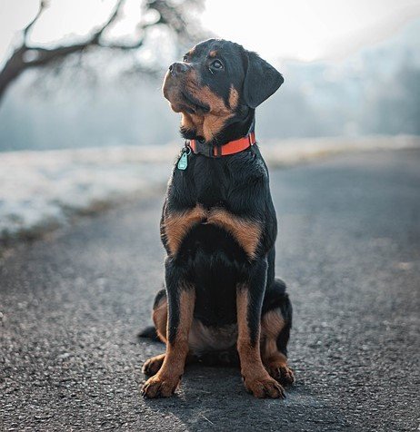 Rottweiler Male Puppies For Sale In Hyderabad