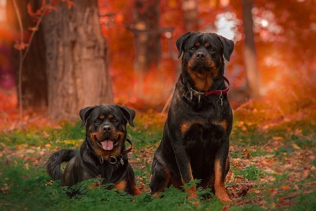 rottweiler male Puppy Price In Kolkata