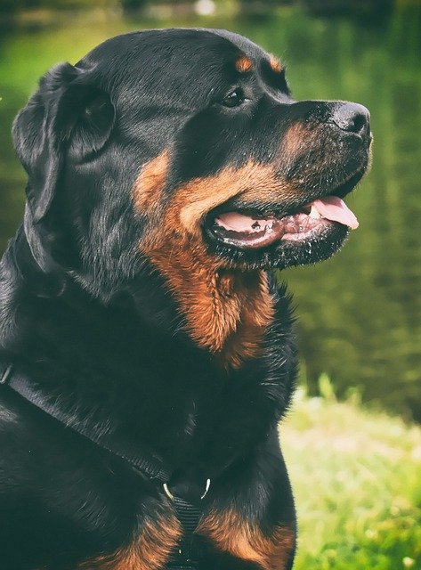 Rottweiler Male Puppies For Sale In Kolkata