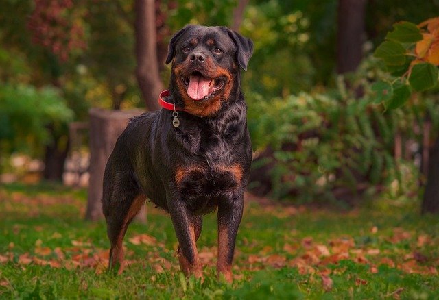 rottweiler dog breeders in mumbai