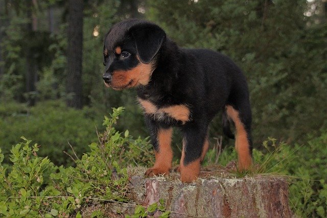 rottweiler breed puppy price in mumbai