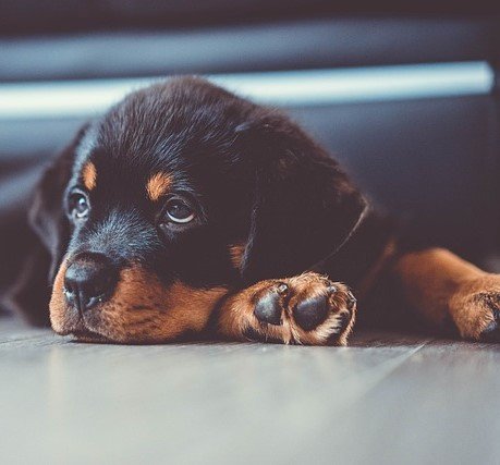 rottweiler puppies for sale online in mumbai