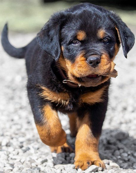 rottweiler female Puppy Price In Mumbai