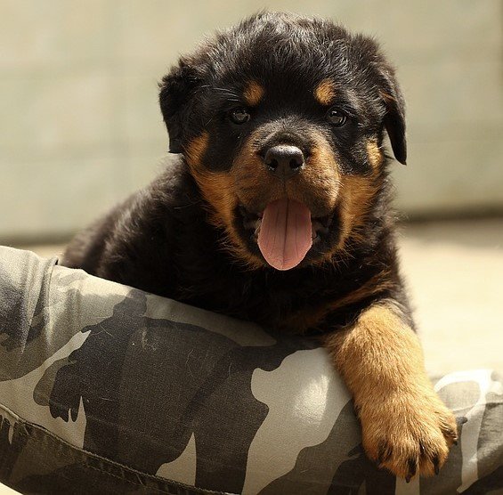 price of rottweiler dog in mumbai