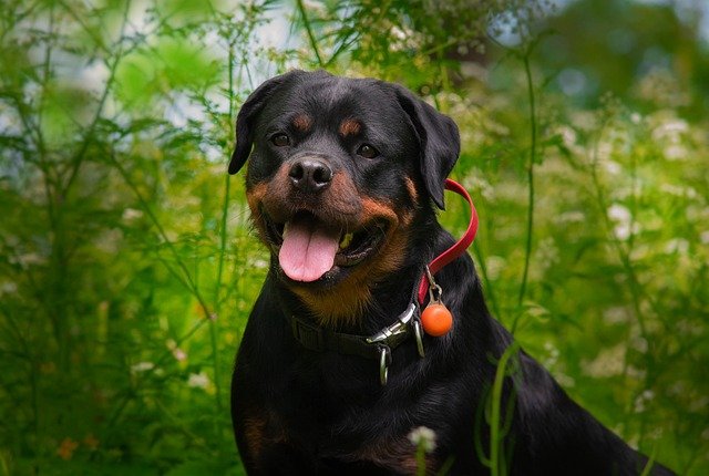 price of rottweiler puppies in mumbai