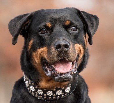 rottweiler dog online purchase in mumbai