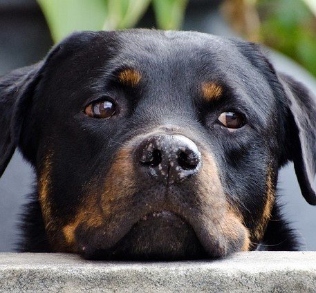 rottweiler pet shop in mumbai