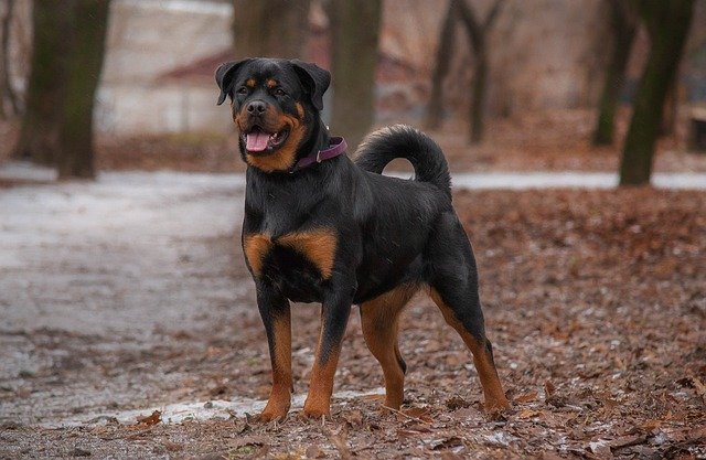 rottweiler male Puppy Price In Mumbai