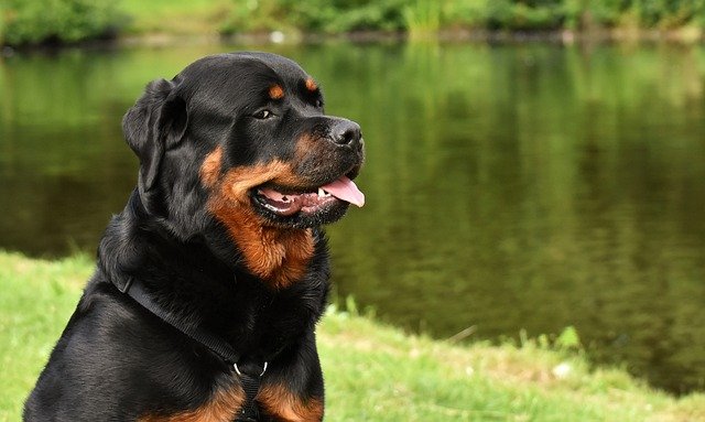 rottweiler male Puppy For Sale In Mumbai