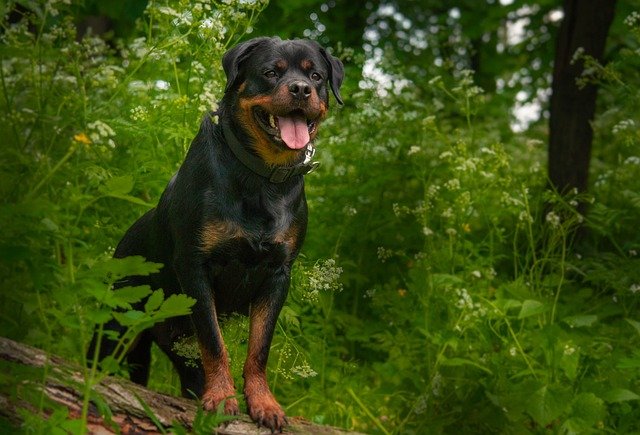 rottweiler male Puppy Price In Pune