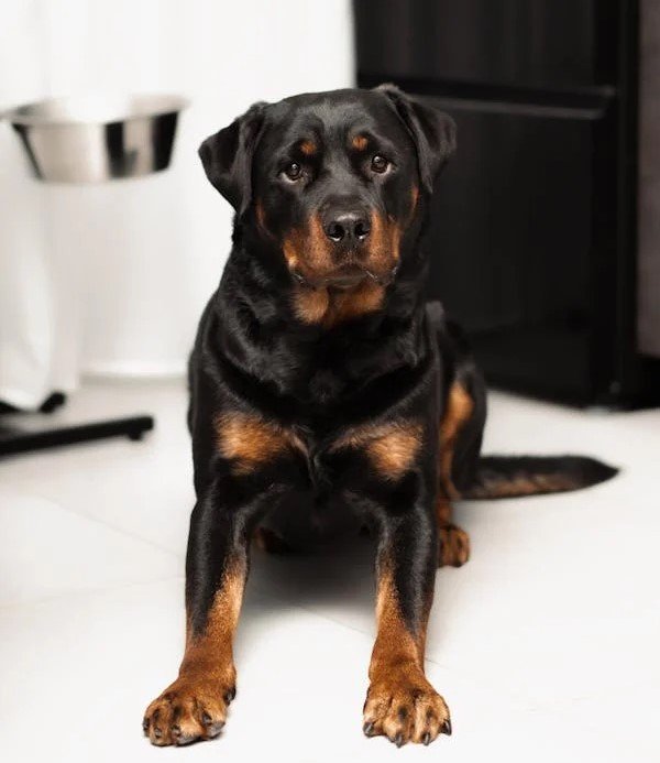 Rottweiler Male Puppies For Sale In Pune