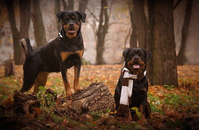 rottweiler male Puppy Price In Chennai