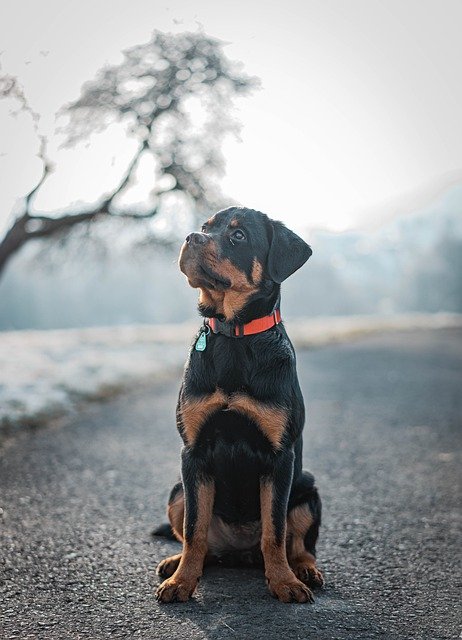 Rottweiler Male Puppies For Sale In Chennai