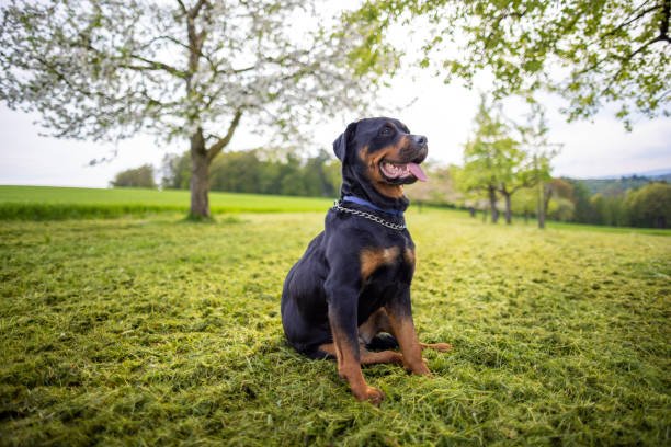 rottweiler male Puppy Price In Goa