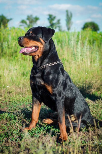 Rottweiler Male Puppies For Sale In Goa