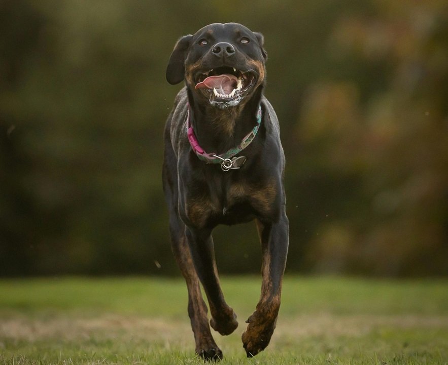 rottweiler Puppy Price In India