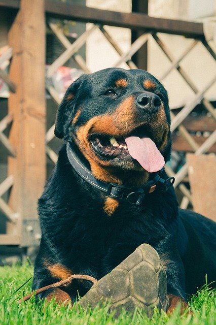 Rottweiler Male Puppies For Sale In Jaipur