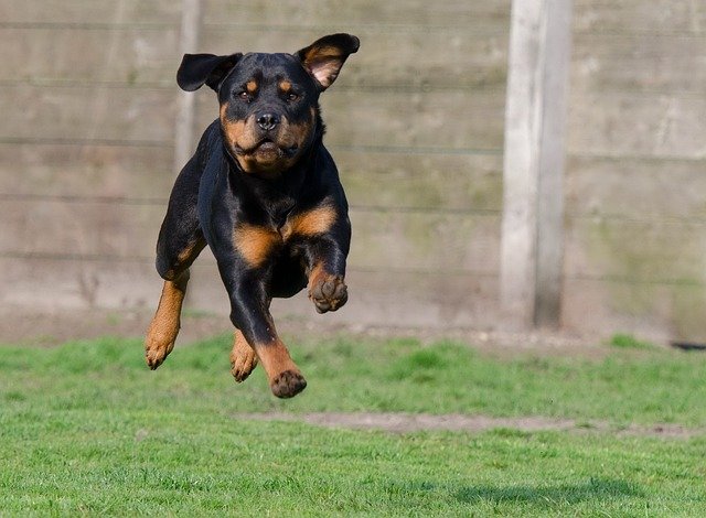 rottweiler male Puppy Price In Jaipur