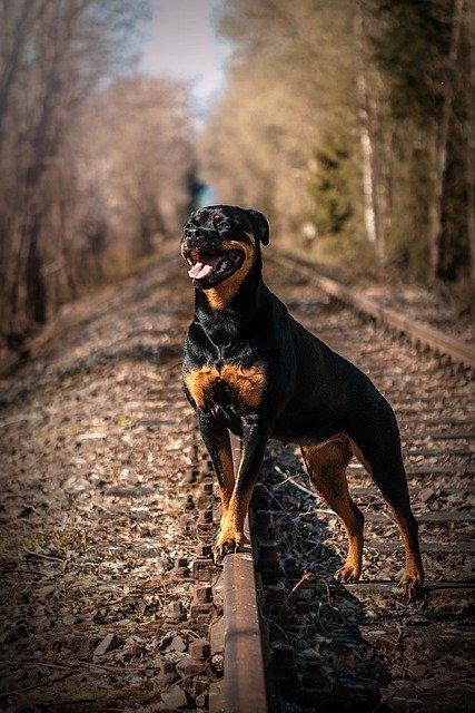 Rottweiler Male Puppies For Sale In Vizag