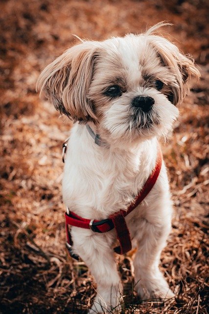 Shih Tzu Puppies For Sale Online In Chennai