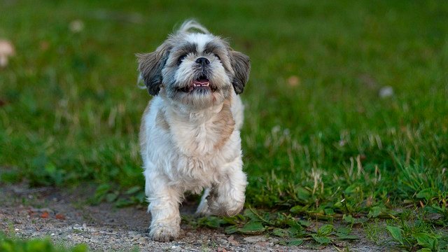 champion lineage shih tzu puppies for sale in chennai