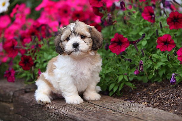 Shih Tzu male Puppy Price In Goa