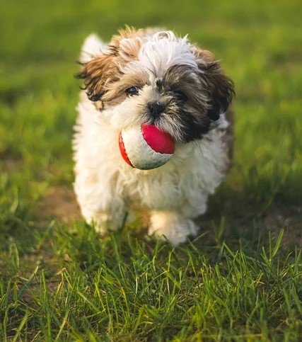 Shih Tzu Puppies For Sale In Goa