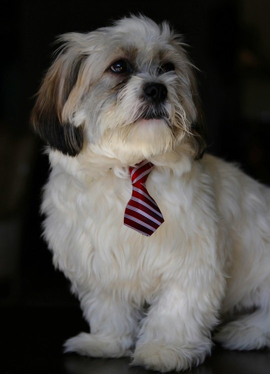 Shih Tzu Puppies For Sale Online In India