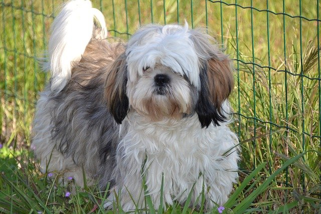 Shih Tzu male Puppy Price In Vizag