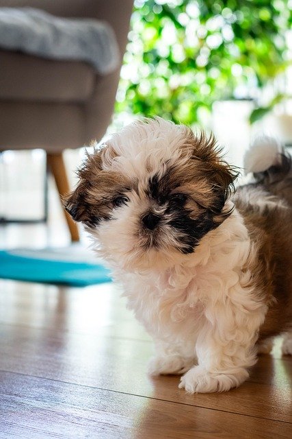 Shih Tzu Puppies For Sale In Vizag