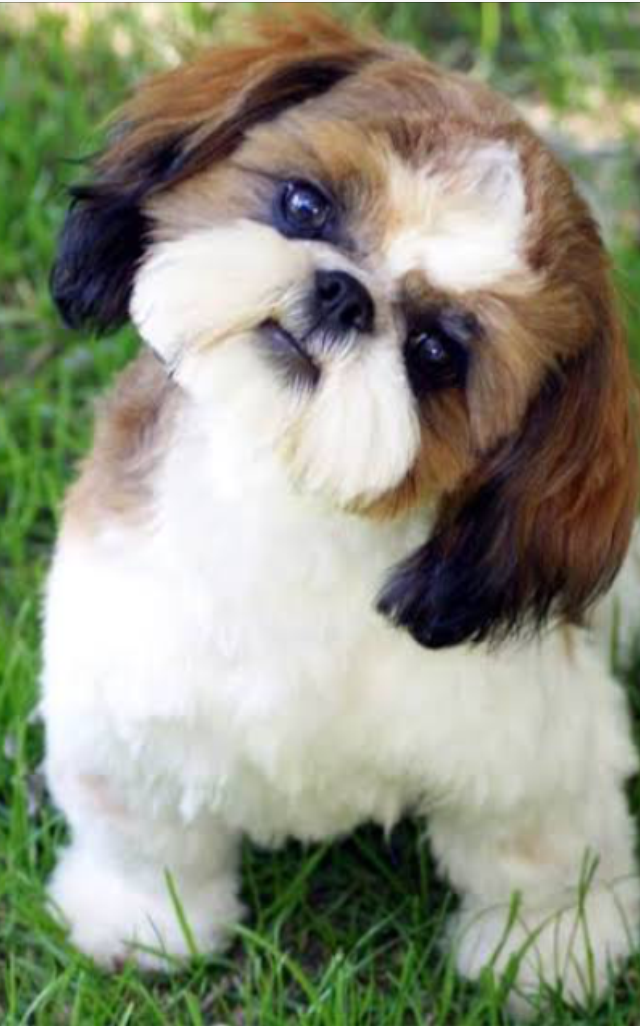 shih tzu Female Puppies For Sale In Mumbai