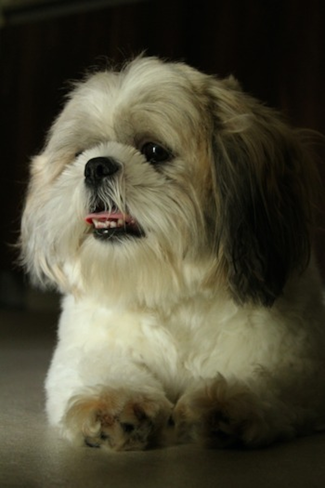 Shih Tzu Puppies For Sale In Ahmedabad