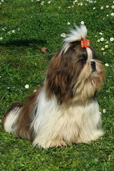 Shih Tzu Puppies For Sale In Bangalore