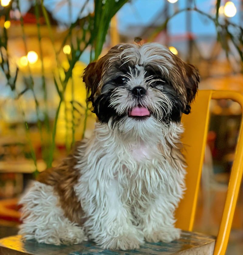 shih tzu puppie for sale online in bangalore