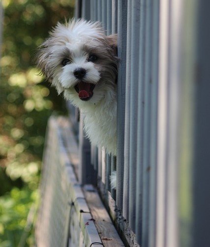 Shih Tzu male Puppy Price In Kolkata