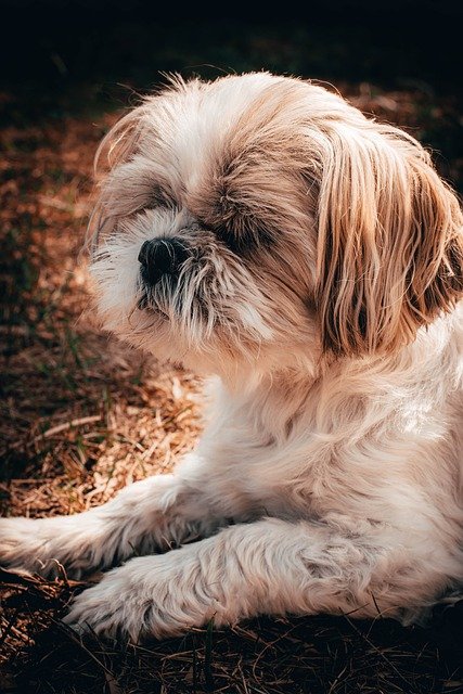 Shih Tzu Puppies For Sale In Pune