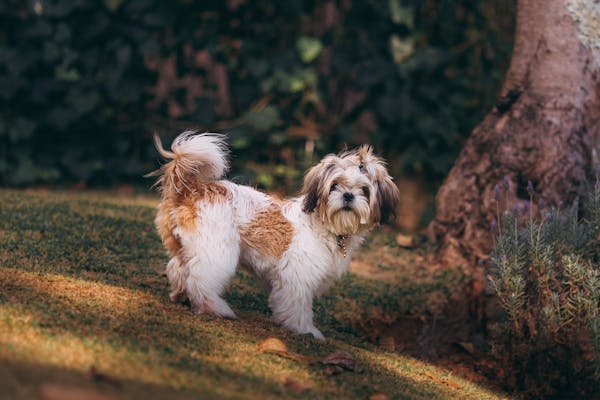 Shih Tzu male Puppy Price In Pune